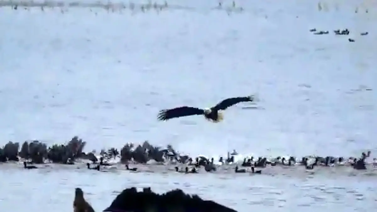 فیلم تاکتیک های شکار عقاب و فرار پرندگان