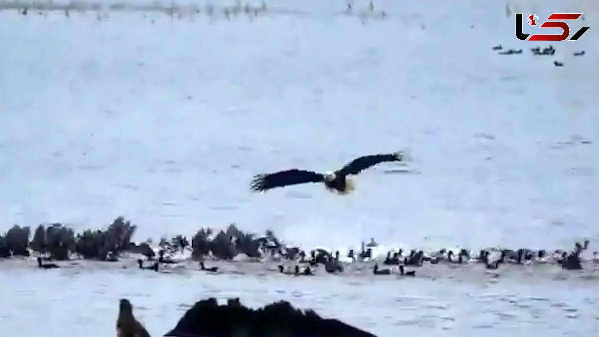 فیلم تاکتیک های شکار عقاب و فرار پرندگان