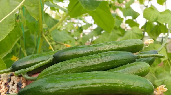 قطعی برق عامل گرانی خیار است !