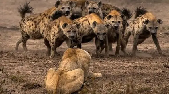فیلمی باورنکردنی از حمله کفتارها به یک شیر / شیرهای دیگر بموقع رسیدند