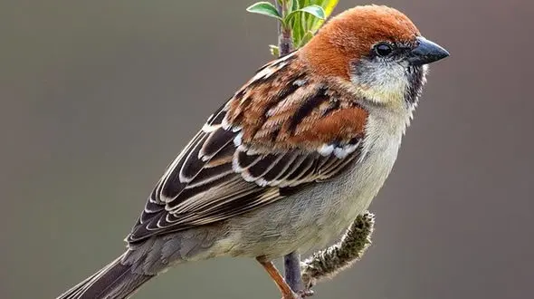فیلم یک گنجشک در خانه خدا جنجالی شد! / ببنید و باور کنید !