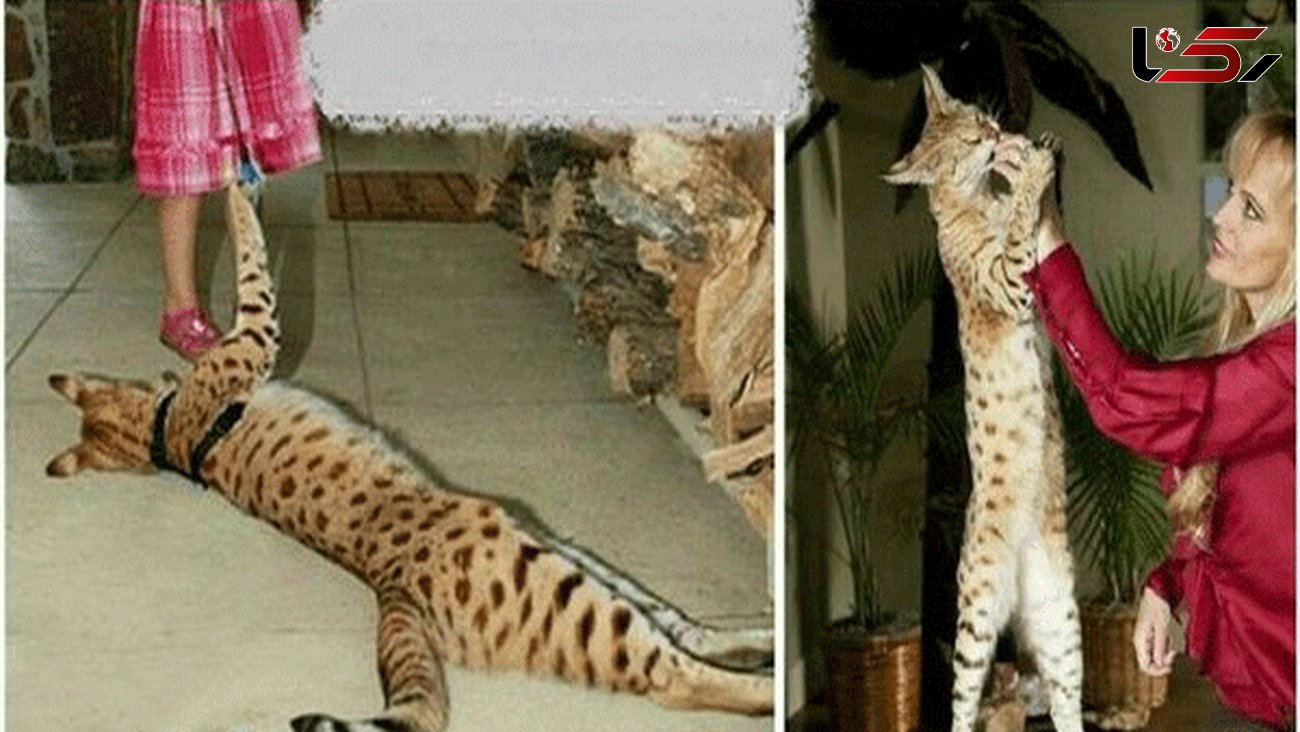  طویل ترین گربه جهان+عکس 
