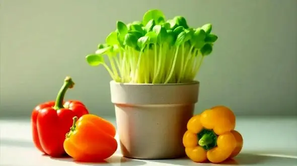 آموزش کاشت سبزه فلفل دلمه ای برای نوروز + نکات کاربردی