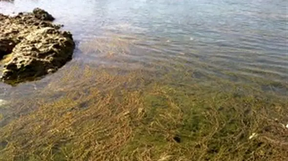 جلبک های سمی رودخانه دز نفس آبزیان را به شماره انداخته است