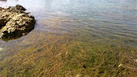 جلبک های سمی رودخانه دز نفس آبزیان را به شماره انداخته است