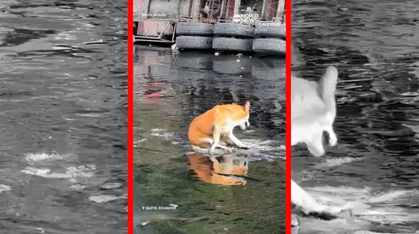 فیلم نجات سگ گرفتار در قیر در کیتو