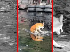 فیلم نجات سگ گرفتار در قیر در کیتو