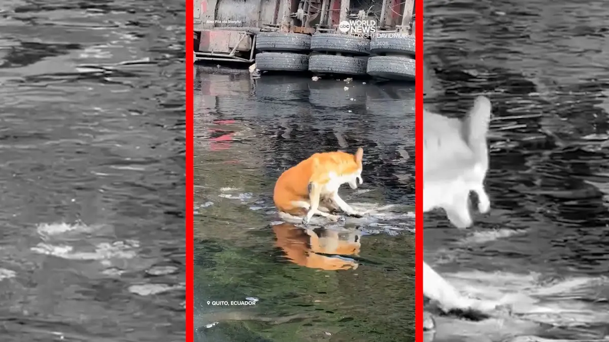 فیلم نجات سگ گرفتار در قیر در کیتو