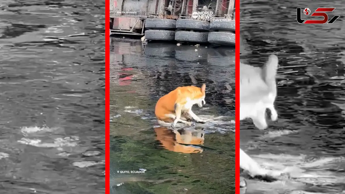 فیلم نجات سگ گرفتار در قیر در کیتو