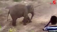 له شدن یک جوان مزاحم زیر پای فیل ها! / آنها فیل مادر و بچه اش را با سنگ زدند + فیلم لحظه حادثه