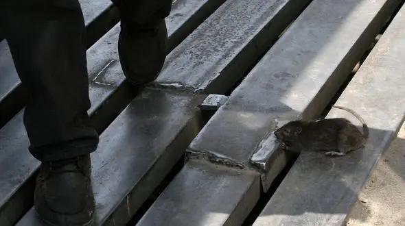 موش‌های تهران قوی‌تر و زرنگ‌تر از گذشته شده اند!