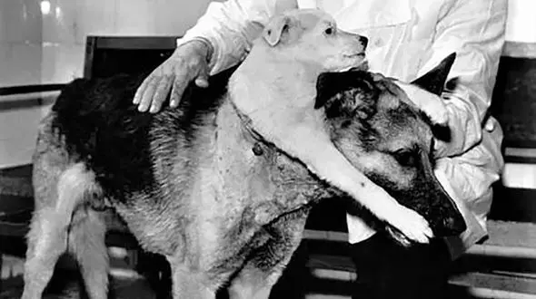 این سگ عجیب دو سر دارد / حیوان خانگی عجیب دانشمند روسی