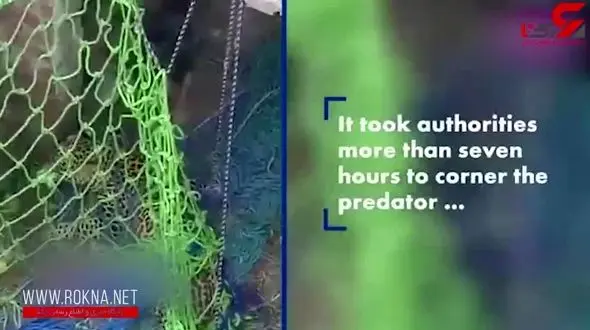 لحظه حمله خونین پلنگ به مردم / 7 ساعت همه وحشت زده بودند + فیلم باورنکردنی