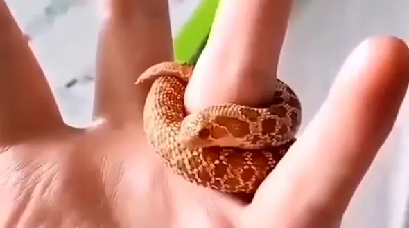 این انگشتر مار حقیقی است + فیلم