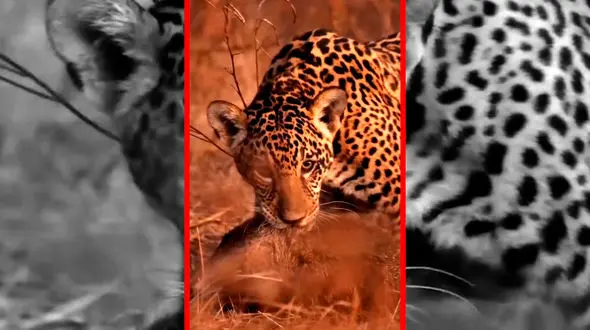 فیلم بازی جگوار با شکار خود