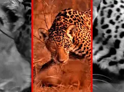 فیلم بازی جگوار با شکار خود