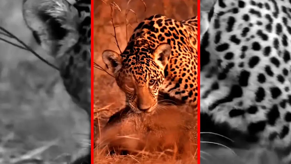 فیلم بازی جگوار با شکار خود