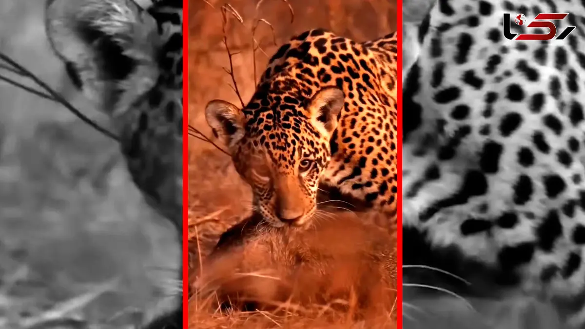 فیلم بازی جگوار با شکار خود