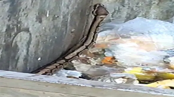 فیلم / وحشت از مار پیتون در سطل زباله  خیابان های آمل ! / آتش نشانی را خبر کردند