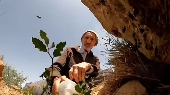 قلع و قمع درختان و قاچاق چوب بحران آب ایجاد می کند/ هر هکتار جنگل سالانه 2000 متر مکعب آب را در خود ذخیره می کند