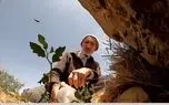 قلع و قمع درختان و قاچاق چوب بحران آب ایجاد می کند/ هر هکتار جنگل سالانه 2000 متر مکعب آب را در خود ذخیره می کند