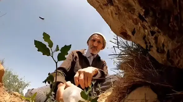 قلع و قمع درختان و قاچاق چوب بحران آب ایجاد می کند/ هر هکتار جنگل سالانه 2000 متر مکعب آب را در خود ذخیره می کند