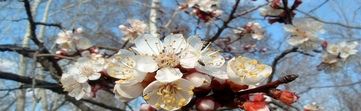 شکوفه‌ های بهاری درختان در شهر قطور + عکس