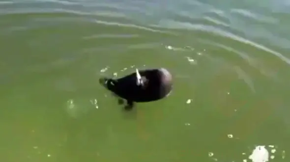 مرگ هزاران پرنده مهاجر آبزی در میانکاله + فیلم یک فاجعه