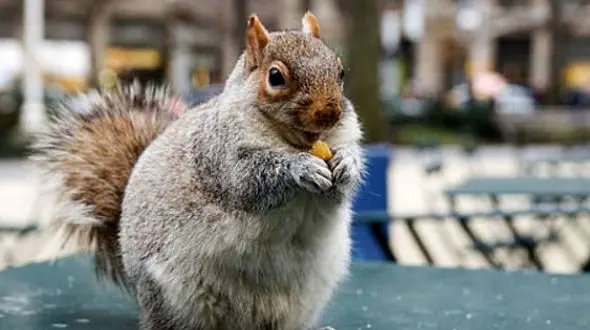 حرف گوش کن ترین سنجاب + فیلم