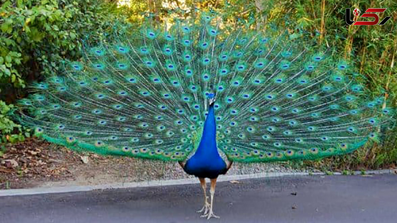 یک طاووس البرز را به هم ریخت + فیلم باورنکردنی