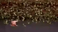 فیلم حمله برق آسای شاهین به گله مرغ عشق