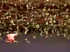 فیلم حمله برق آسای شاهین به گله مرغ عشق