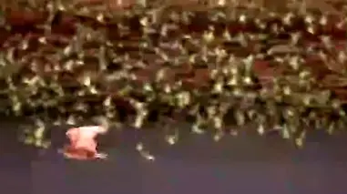 فیلم حمله برق آسای شاهین به گله مرغ عشق