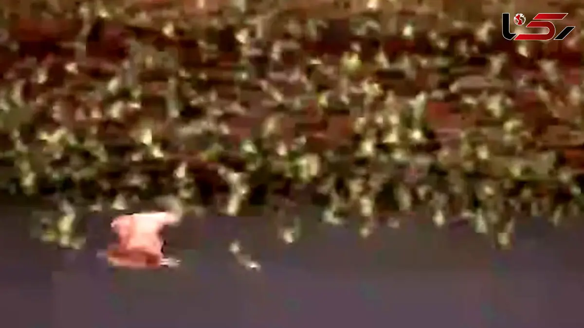 فیلم حمله برق آسای شاهین به گله مرغ عشق