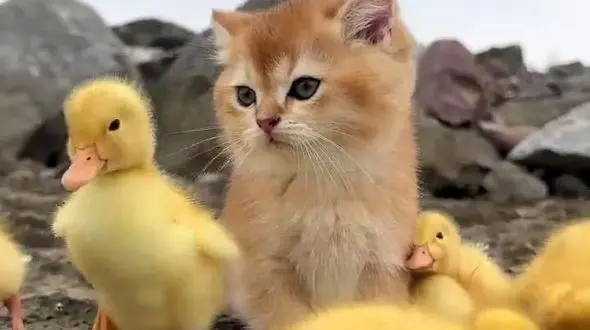 از دوستی میان حیوانات خانگی تا آب خوردن سنجاب از لیوان