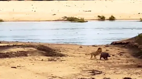 نجات یک مادر از مرگ دردناک توسط کودکش+  فیلم / حیات وحش