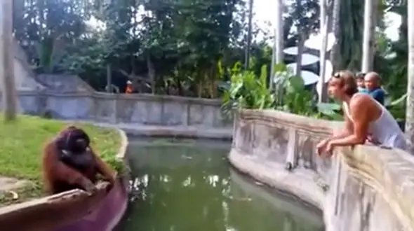 وفاداری میمون باهوش در باغ وحش / گوشی موبایل پسر جوان را دزدیده بود / ببینید