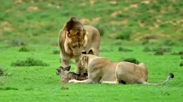 فیلم شکار بچه آهو توسط شیر ها