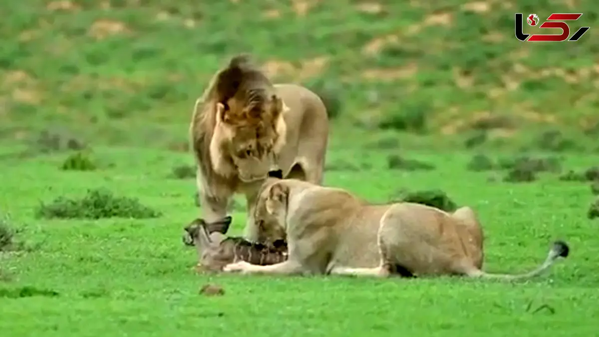فیلم شکار بچه آهو توسط شیر ها