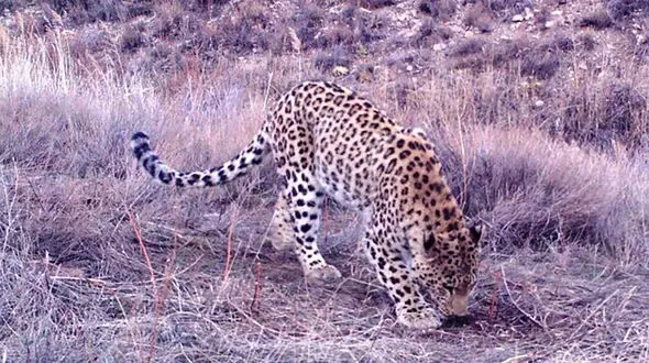 در جست‌ و جوی پلنگ زخمی با دوربین پرنده/ گشت محیط زیست نوشهر ادامه داد + فیلم