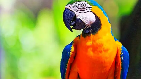 طوطی سخنگو به عنوان شاهد آزار و قتل یک زن به دادگاه احضار شد ! / آرژانتین 