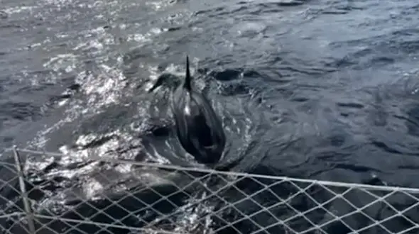 ببینید / حمله کوسه های گرسنه به ملوان های لنج ماهیگیری / لنج غرق شد! + فیلم