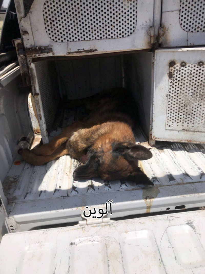 آلوین 1
