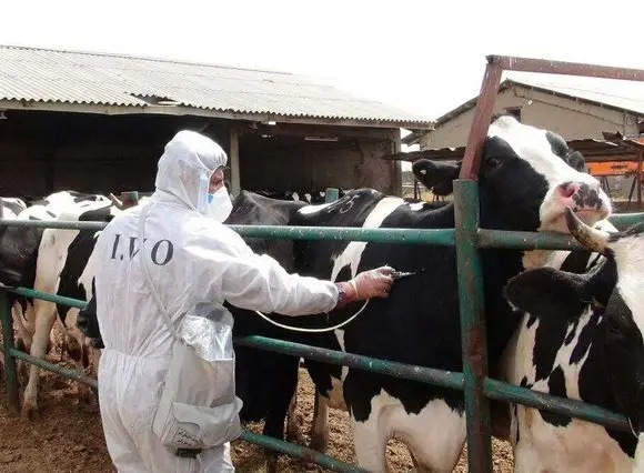 سخنگوی کمیسیون کشاورزی مجلس: درمان دام‌های مبتلا به تب برفکی آغاز شد