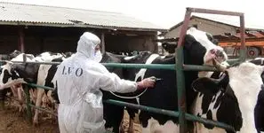 واکسن داخلی تب برفکی به زودی توزیع می شود