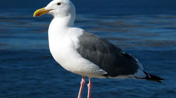 این مرغ دریایی مثل آدم ها ماهیگیری می کند + فیلم شگفت انگیز !