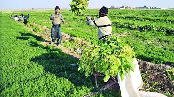 توصیه‌های پنج روزه هواشناسی به کشاورزان