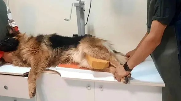 چکاپ تخصصی سگ های جست و جوی هلال احمر استان تهران