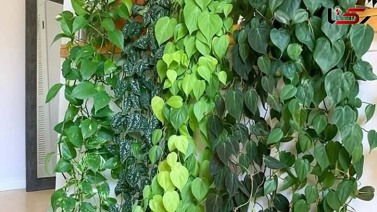 روش نگهداری  گیاه پتوس