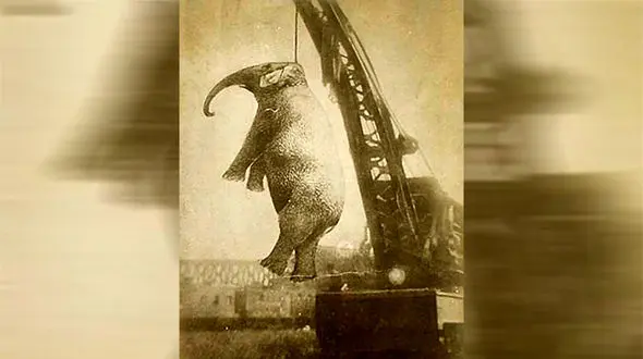 داستان فیلی بی گناه که به جرم قتل به دار آویخته شد